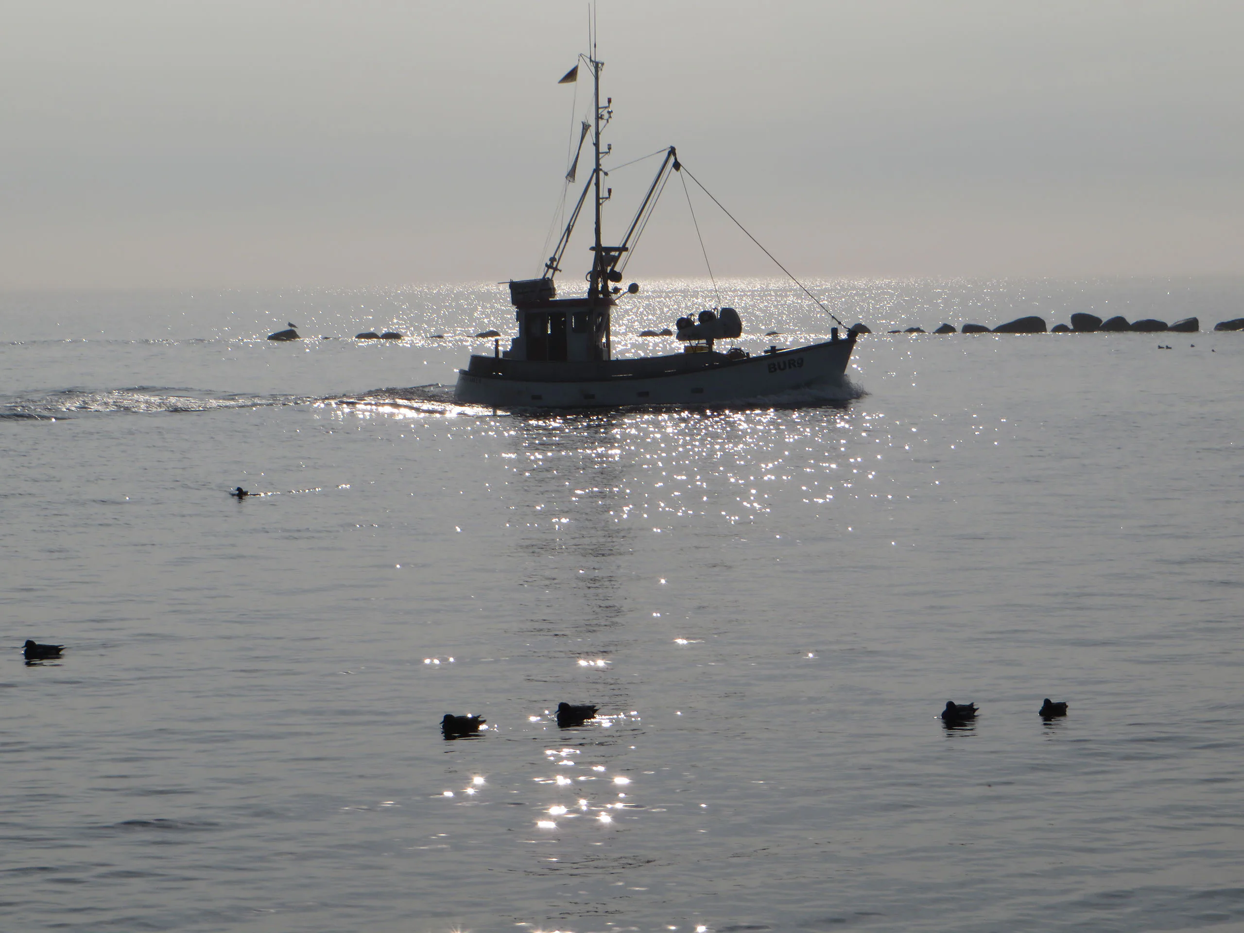Fischkutter Burg zwischen Wasservögeln auf glitzerndem Ostseewasser