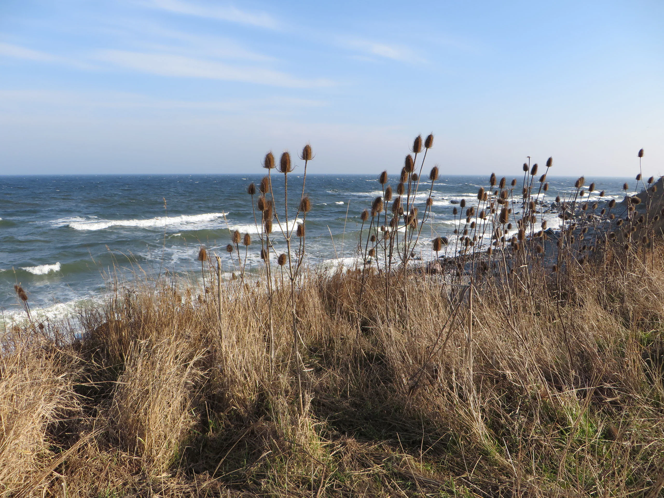 Dünengras vor der aufgewühlten Ostsee an Fehmarns Küste