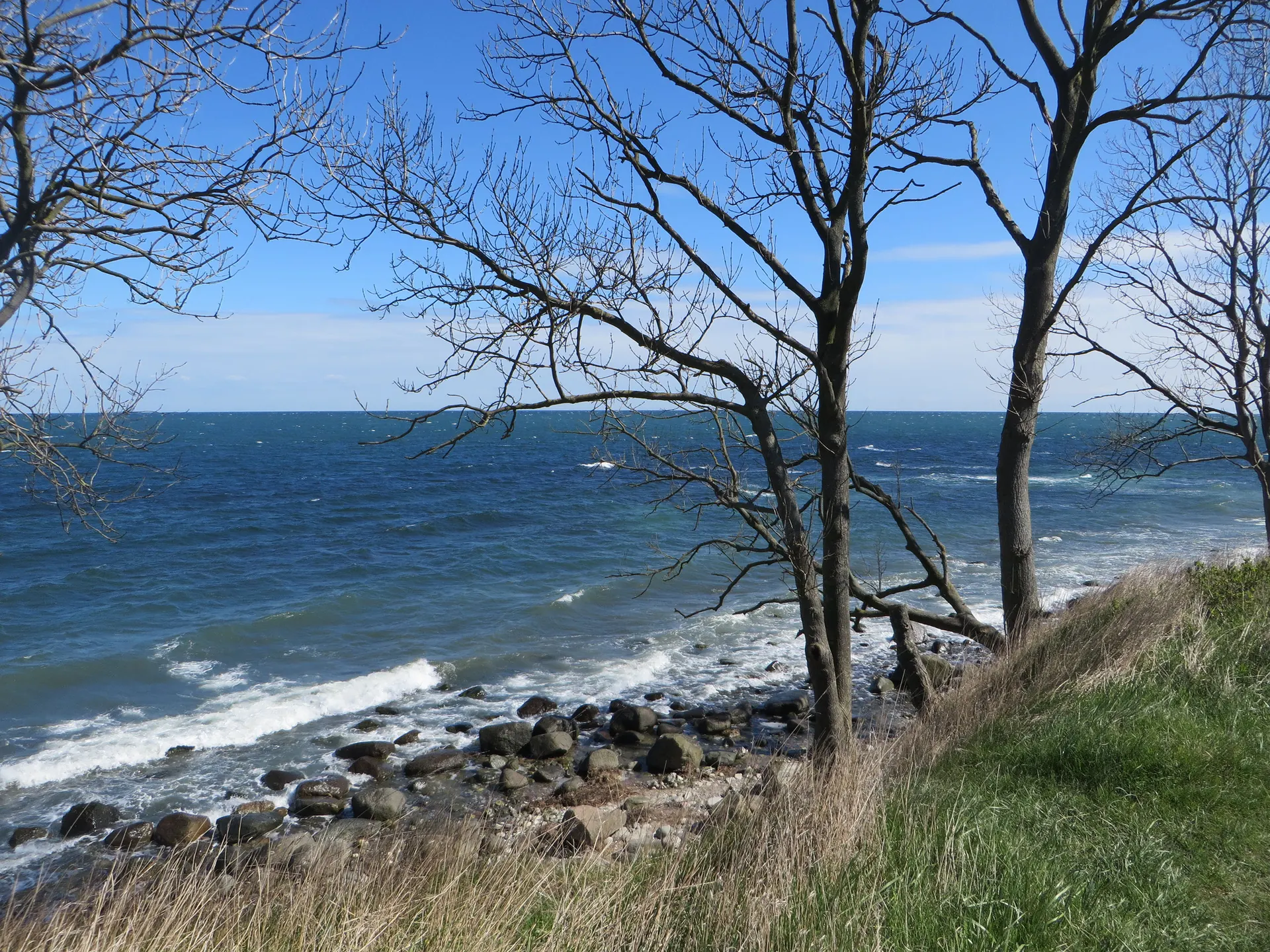 Blick zwischen Bäumen auf die bewegte Ostsee