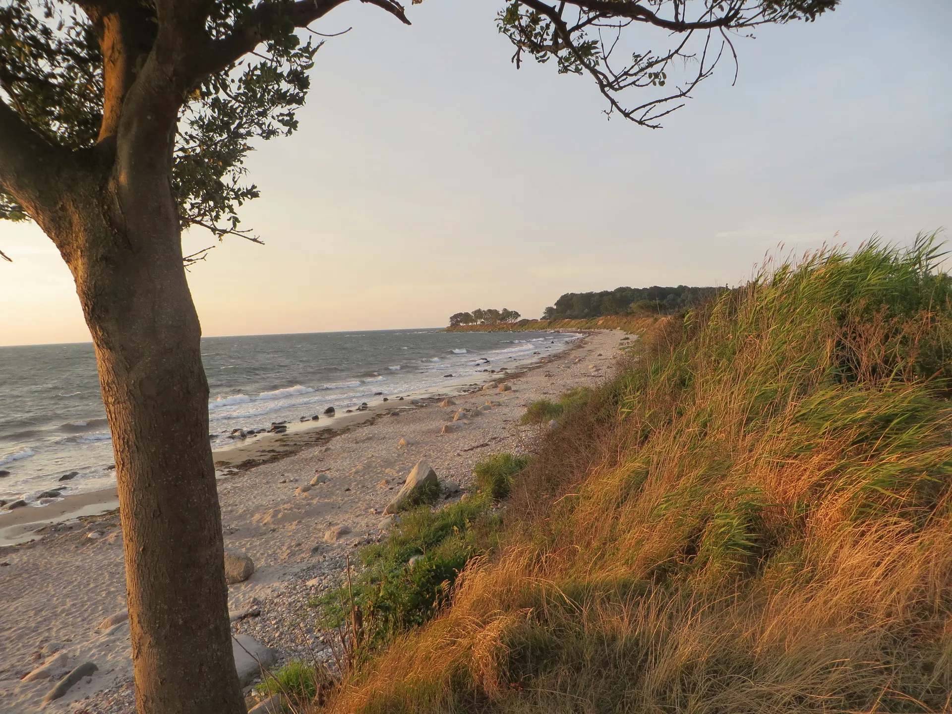 Naturstrand auf Fehmarn unter einem alten Baum