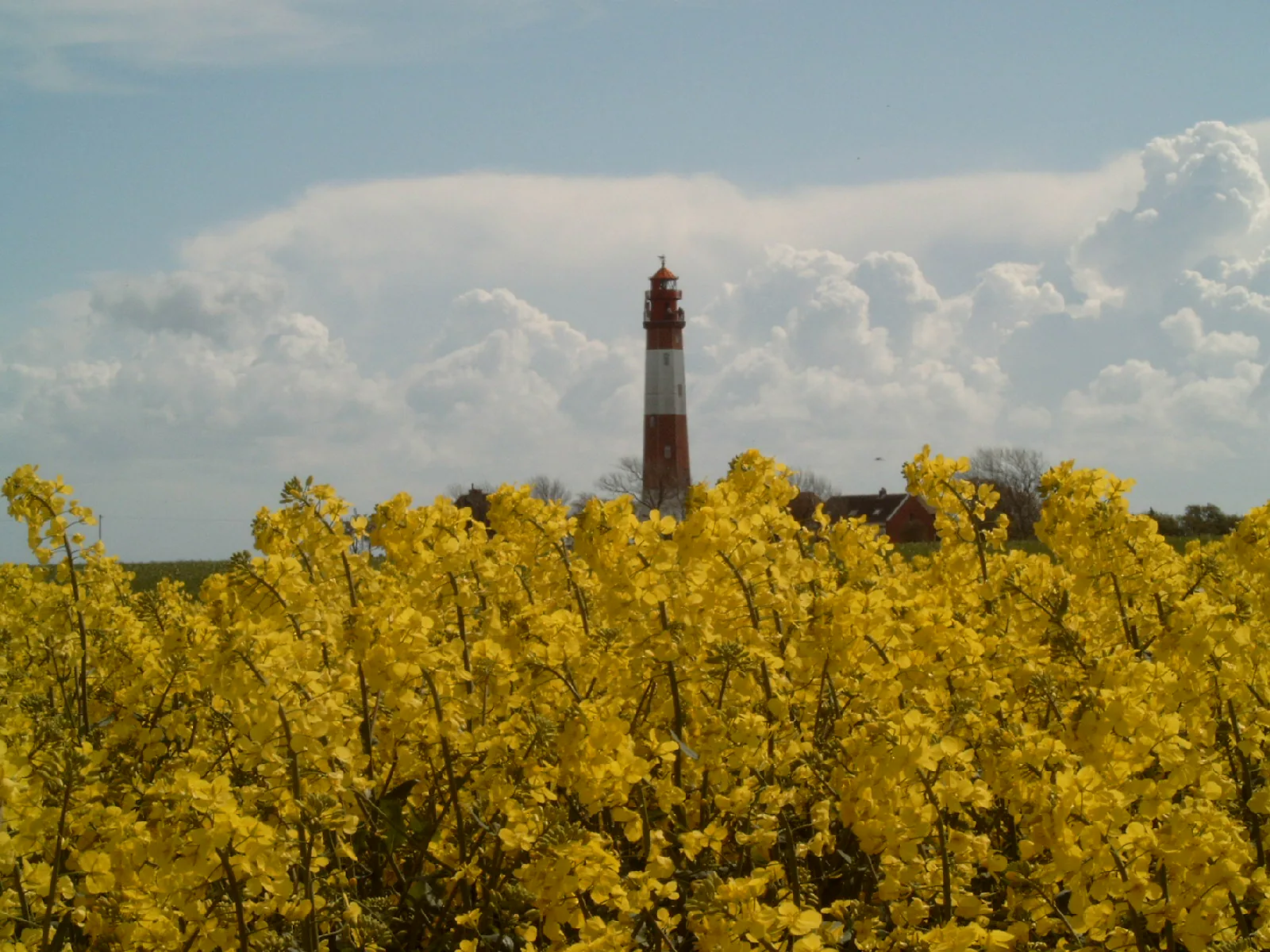 Rot-weißer Leuchtturm hinter einem blühenden Rapsfeld auf Fehmarn